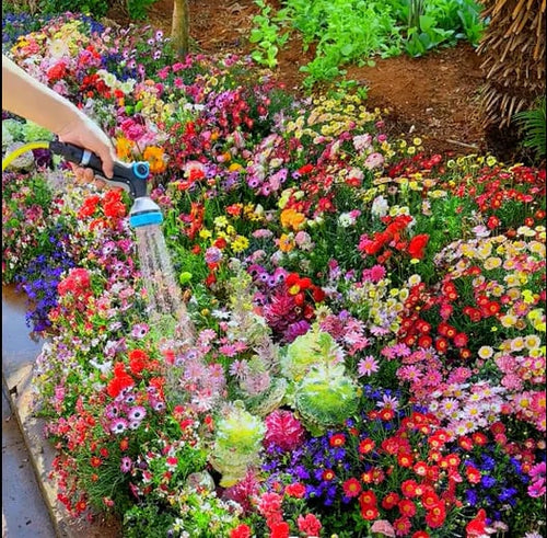 Mixed Perennial Flowers Seeds-60+ kinds mixed