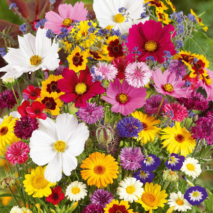 Mixed Perennial Flowers Seeds-60+ kinds mixed