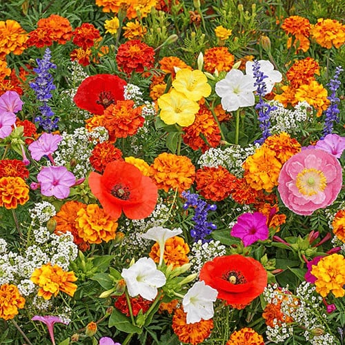 Mixed Perennial Flowers Seeds-60+ kinds mixed